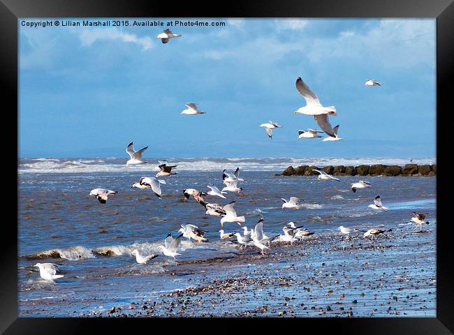  Seagulls on the Beach, Framed Print by Lilian Marshall