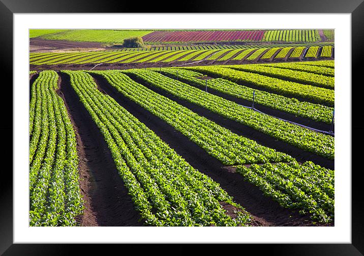 Crop Lines Framed Mounted Print by Mike Dawson