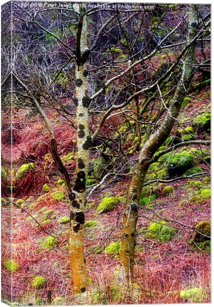  Colourful trees in rain Canvas Print by Peter Jones