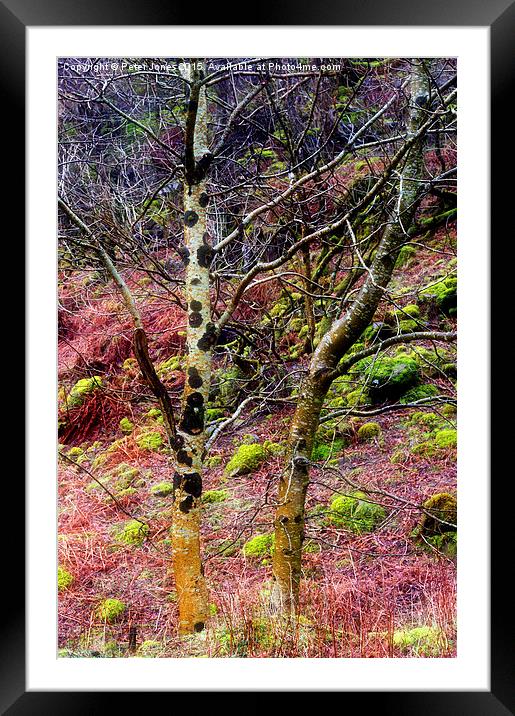  Colourful trees in rain Framed Mounted Print by Peter Jones