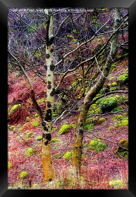 Colourful trees in rain Framed Print by Peter Jones