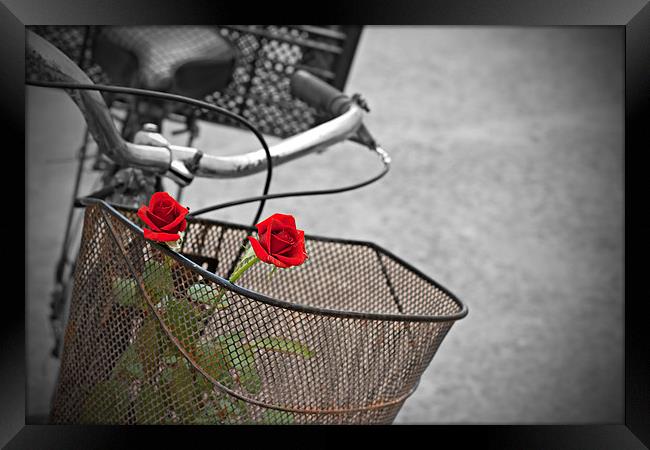 Red roses in basket of old rusty bicycle Framed Print by ken biggs