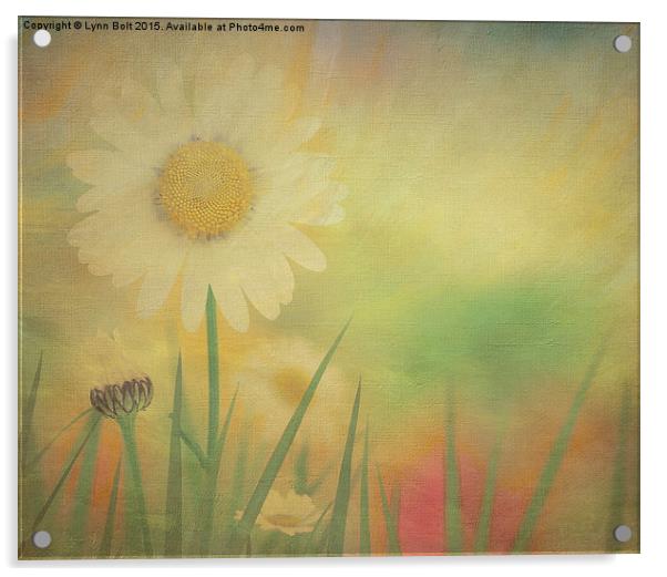  Spring Daisies Acrylic by Lynn Bolt
