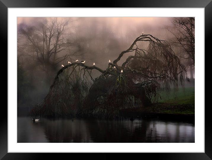 Eerie weeping willow tree in the fog Framed Mounted Print by ken biggs