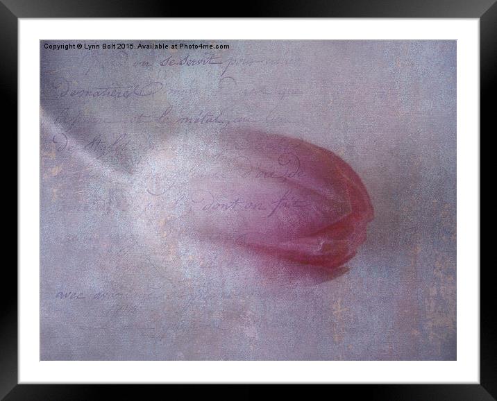  Tulip and Prose Framed Mounted Print by Lynn Bolt