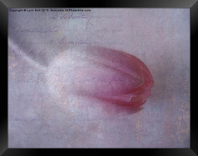  Tulip and Prose Framed Print by Lynn Bolt