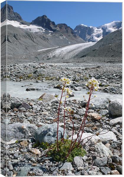 alpine flower haute glacier de Arolla Canvas Print by Bruce William hardy