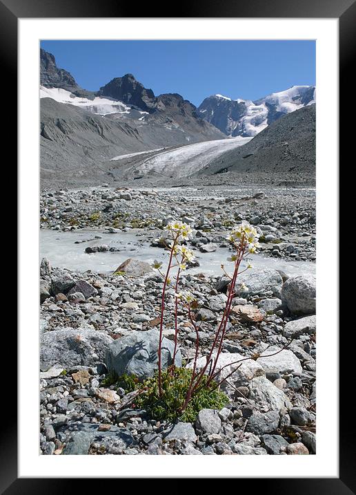 alpine flower haute glacier de Arolla Framed Mounted Print by Bruce William hardy