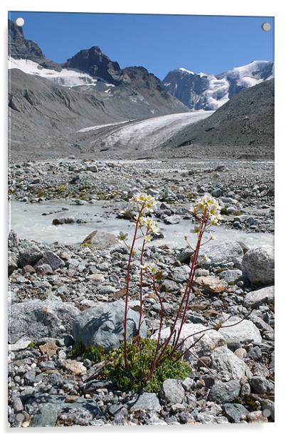 alpine flower haute glacier de Arolla Acrylic by Bruce William hardy