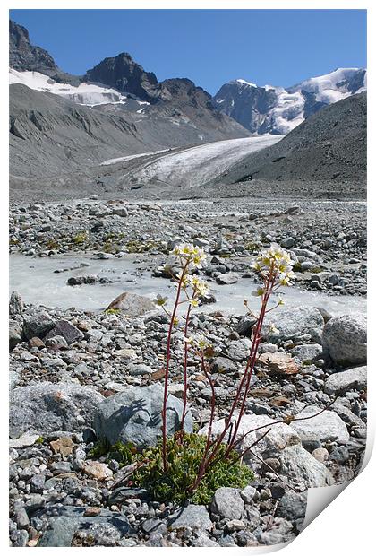 alpine flower haute glacier de Arolla Print by Bruce William hardy