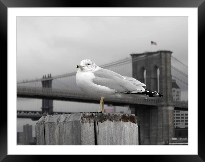 seagull in front of Brooklyn bridge in the winter  Framed Mounted Print by Jutta Klassen