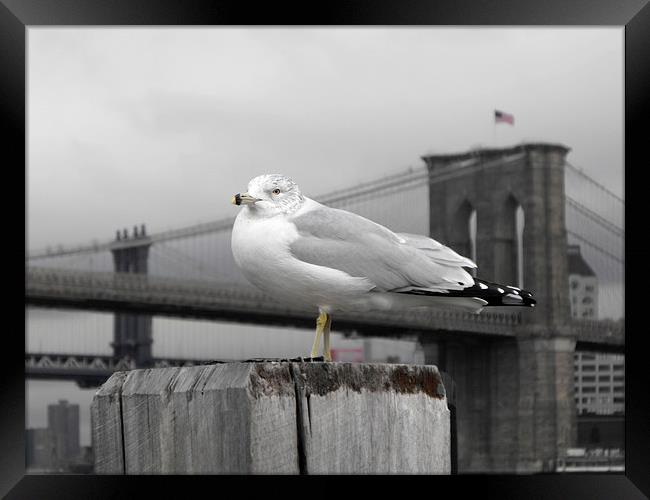 seagull in front of Brooklyn bridge in the winter  Framed Print by Jutta Klassen