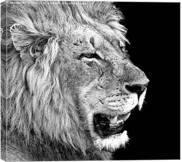 male lion Canvas Print by Paul Fell