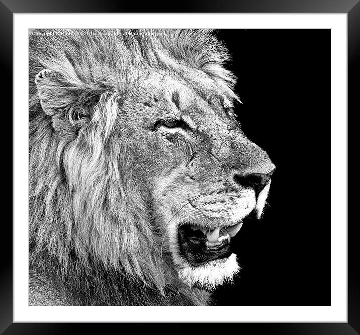 male lion Framed Mounted Print by Paul Fell