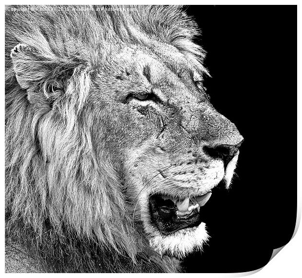 male lion Print by Paul Fell