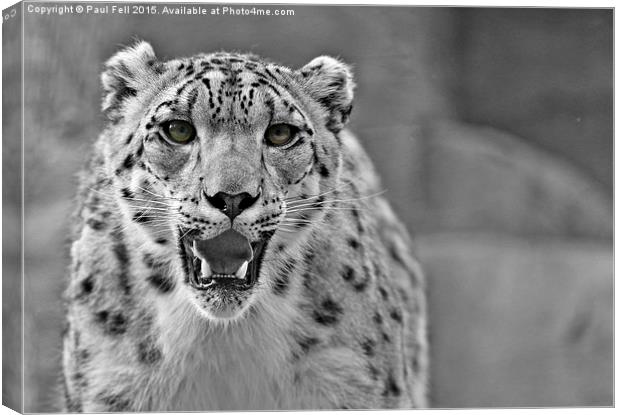 snow leopard Canvas Print by Paul Fell