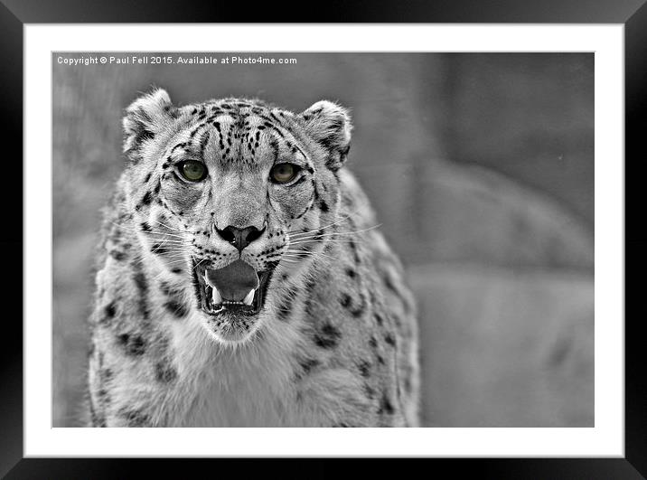 snow leopard Framed Mounted Print by Paul Fell
