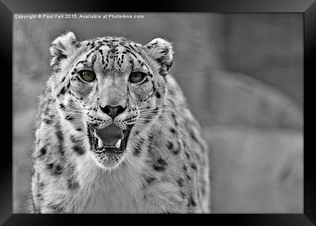 snow leopard Framed Print by Paul Fell
