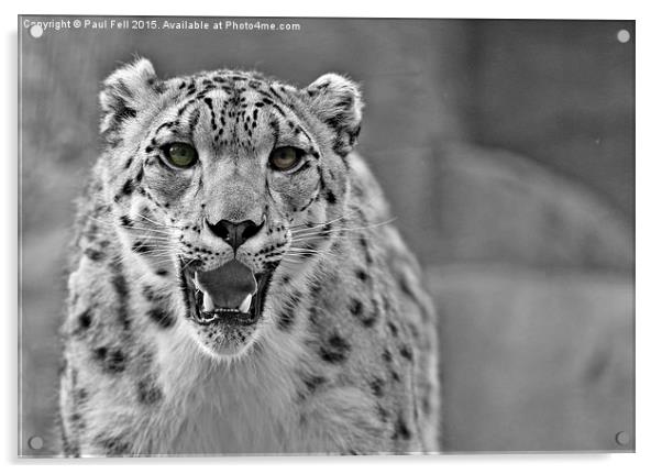 snow leopard Acrylic by Paul Fell