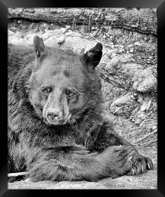 black bear Framed Print by Paul Fell