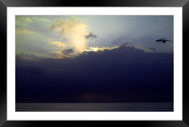 Seagull in flight Framed Mounted Print by Chris Day