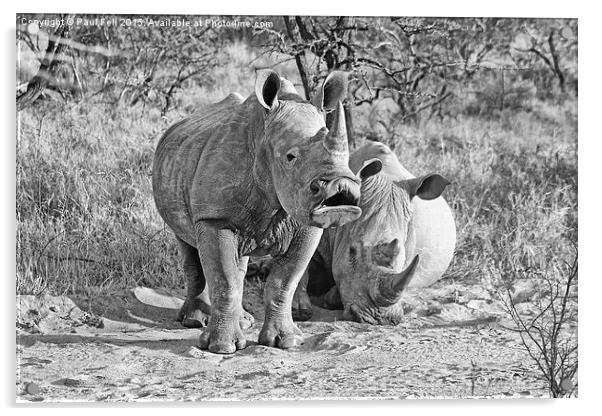 White Rhinoceros Acrylic by Paul Fell