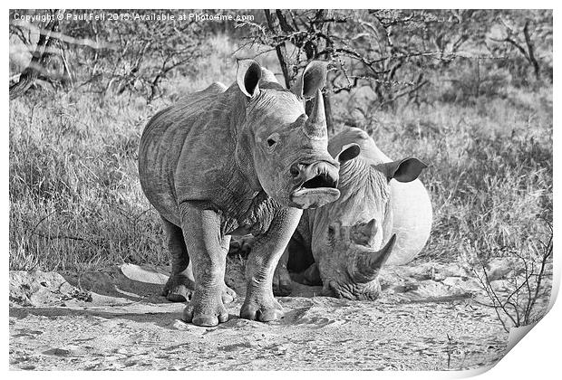White Rhinoceros Print by Paul Fell
