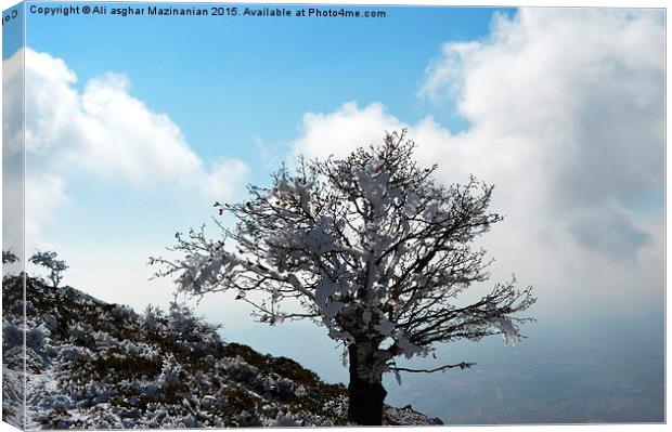 Iced tree on mountain, Canvas Print by Ali asghar Mazinanian