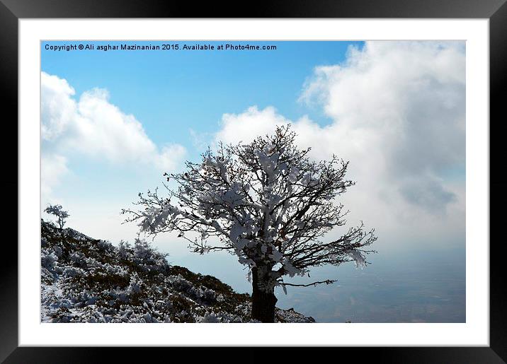 Iced tree on mountain, Framed Mounted Print by Ali asghar Mazinanian