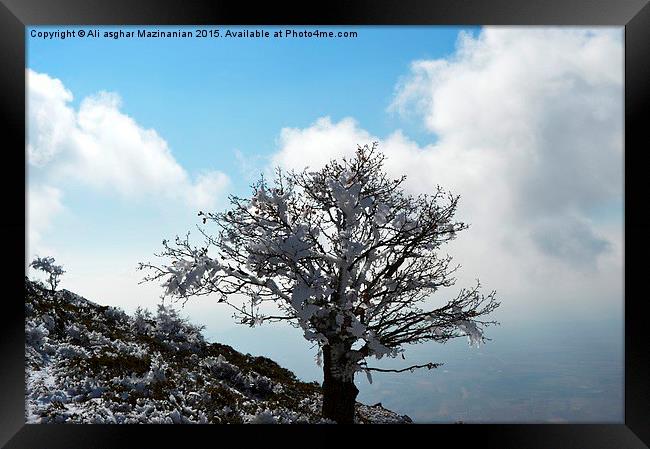 Iced tree on mountain, Framed Print by Ali asghar Mazinanian