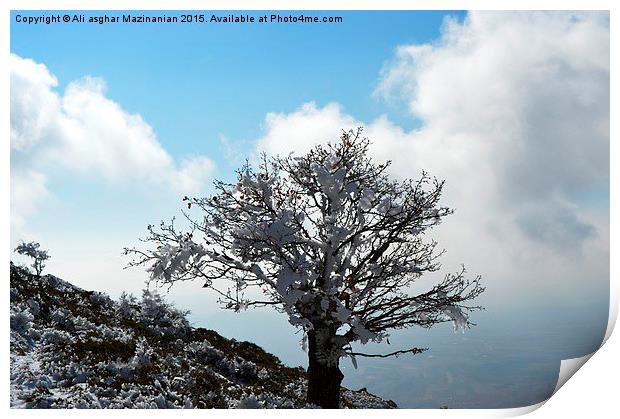 Iced tree on mountain, Print by Ali asghar Mazinanian