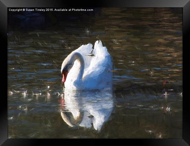 Serene swan Framed Print by Susan Tinsley