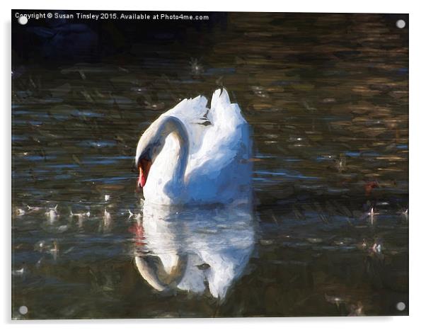 Serene swan Acrylic by Susan Tinsley