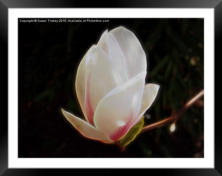 Magnolia flower Framed Mounted Print by Susan Tinsley