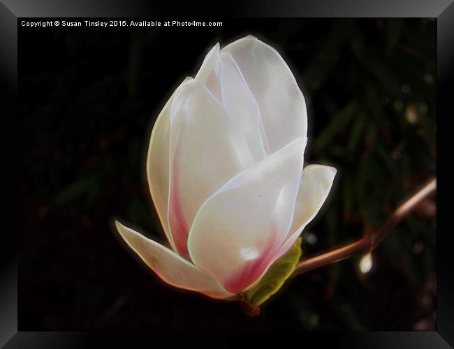 Magnolia flower Framed Print by Susan Tinsley