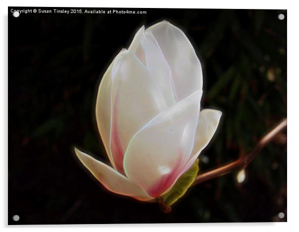 Magnolia flower Acrylic by Susan Tinsley