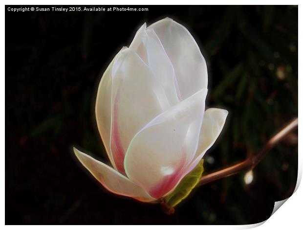 Magnolia flower Print by Susan Tinsley