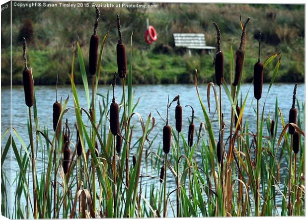 Glimpse through the bulrushes Canvas Print by Susan Tinsley