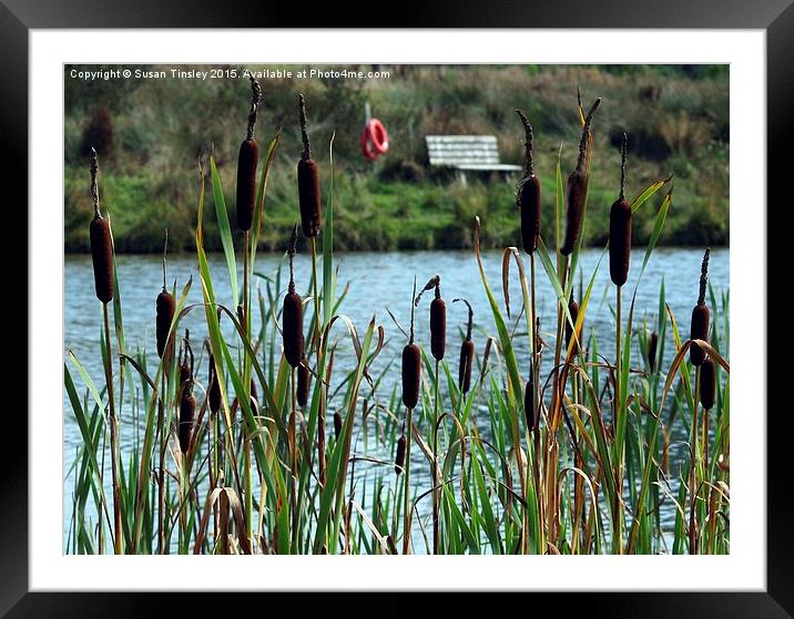 Glimpse through the bulrushes Framed Mounted Print by Susan Tinsley