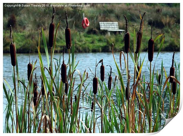 Glimpse through the bulrushes Print by Susan Tinsley