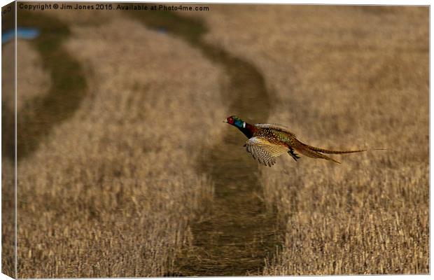  Pheasant in flight Canvas Print by Jim Jones