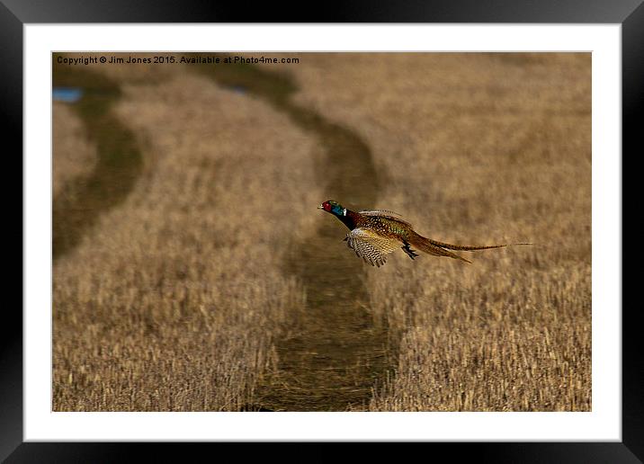  Pheasant in flight Framed Mounted Print by Jim Jones