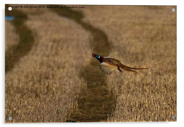  Pheasant in flight Acrylic by Jim Jones