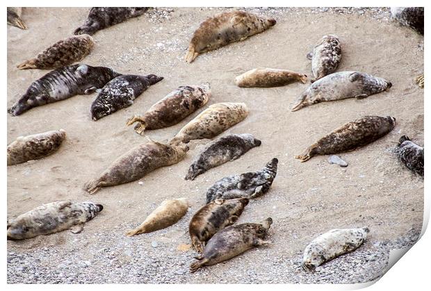  basking cornish seals Print by keith sutton