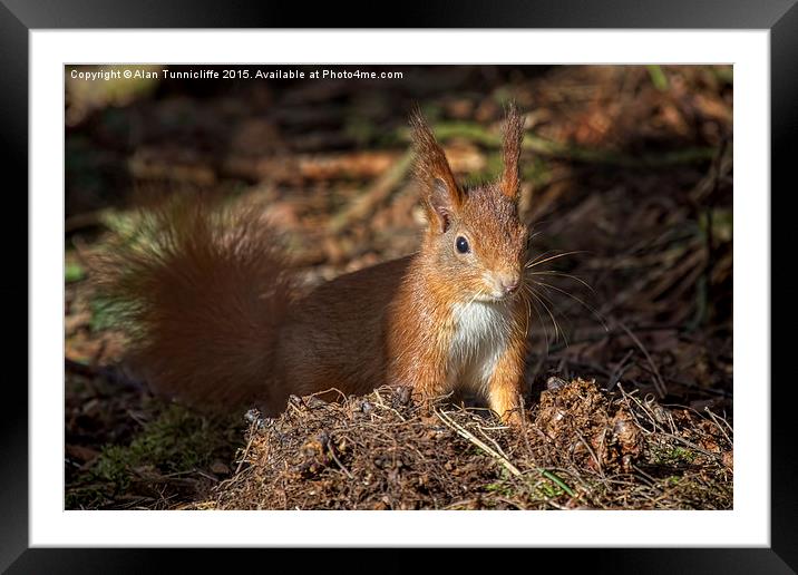  Red Squirrel Framed Mounted Print by Alan Tunnicliffe