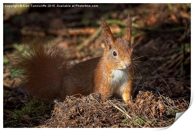  Red Squirrel Print by Alan Tunnicliffe