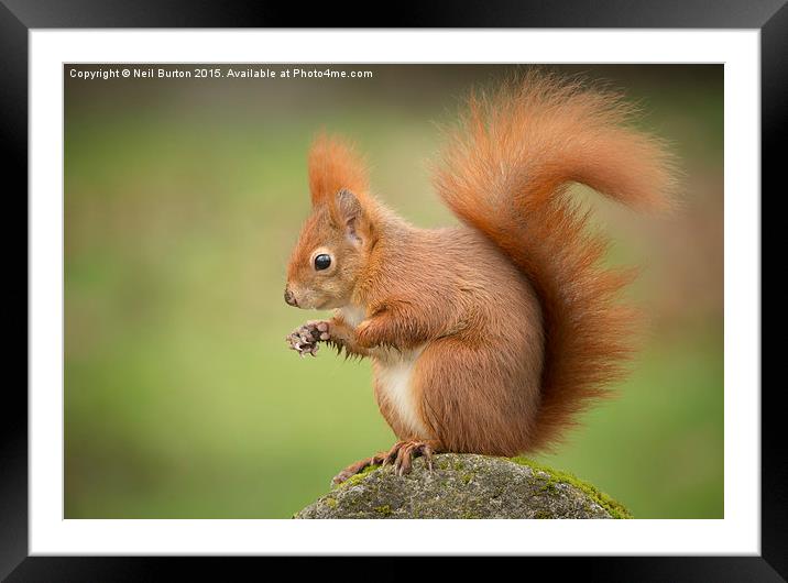 Cheeky red Framed Mounted Print by Neil Burton
