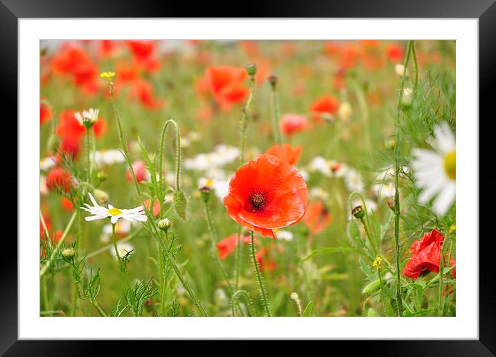  Field of Poppies Framed Mounted Print by pristine_ images