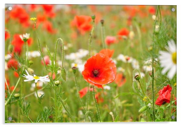  Field of Poppies Acrylic by pristine_ images