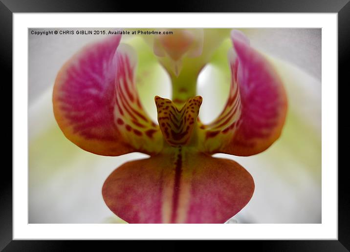  pink orchid Framed Mounted Print by CHRIS GIBLIN